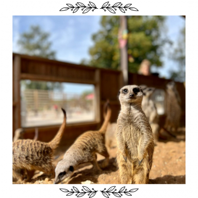 VIP Animal Encounters - Meerkats