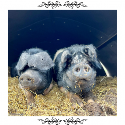 VIP Animal Encounters - Pigs
