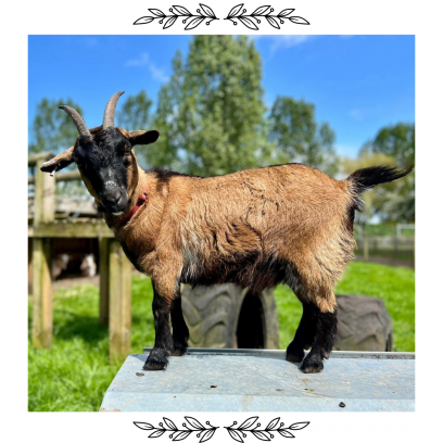 VIP Animal Encounters - Goats & Sheep