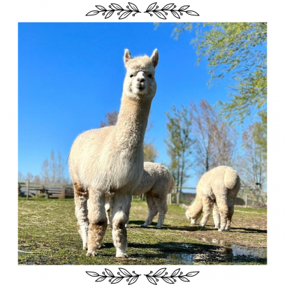 VIP Animal Encounters - Alpaca